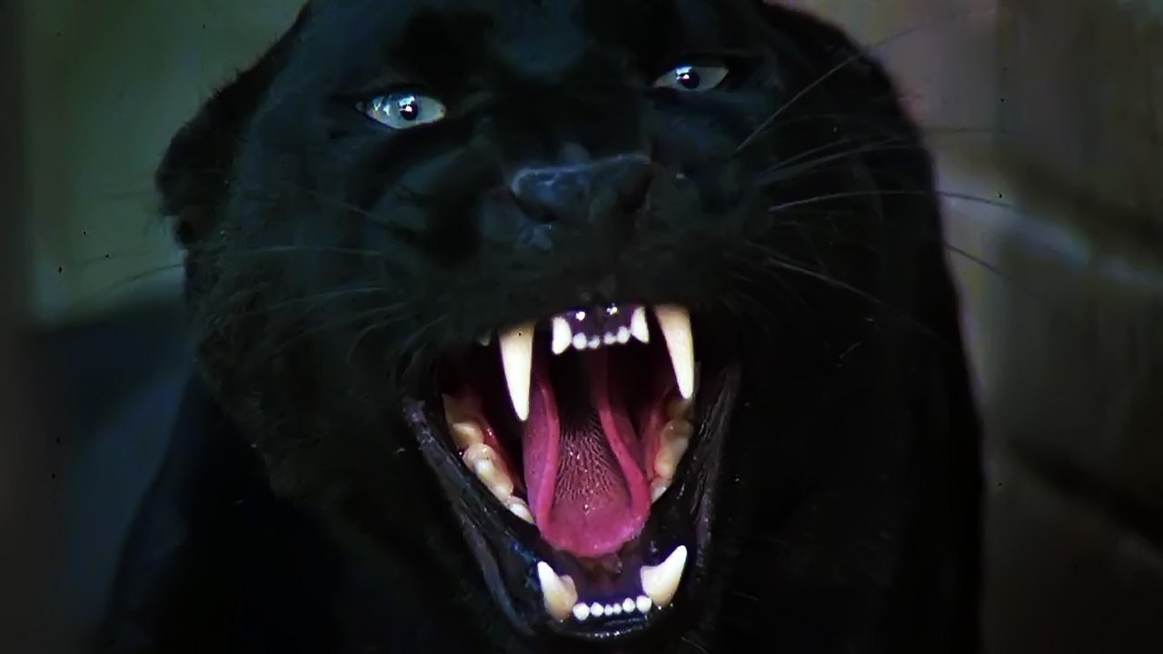 Cat People Collection background